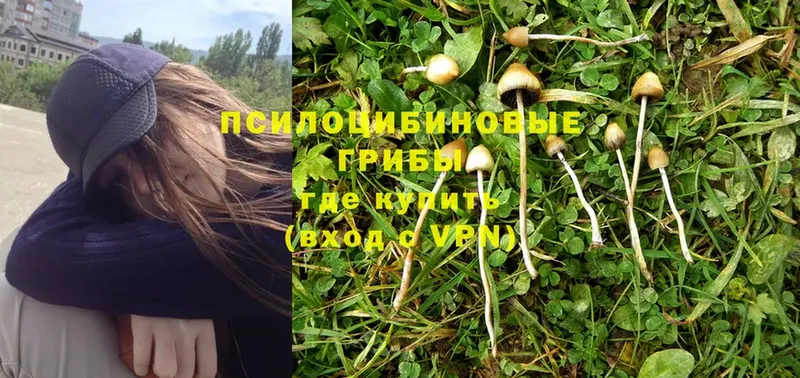 Галлюциногенные грибы Magic Shrooms  наркошоп  Артёмовск 